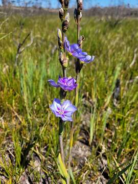 Image of Aristea cuspidata Schinz