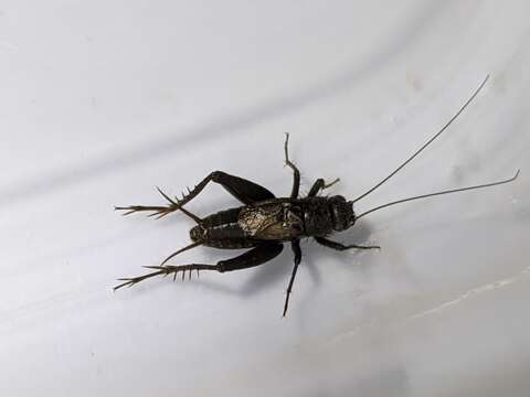 Image of Striped Ground Cricket