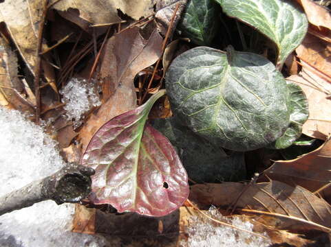 Image of Pyrola japonica Klenze ex Alef.