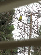 Image of Lesser Goldfinch