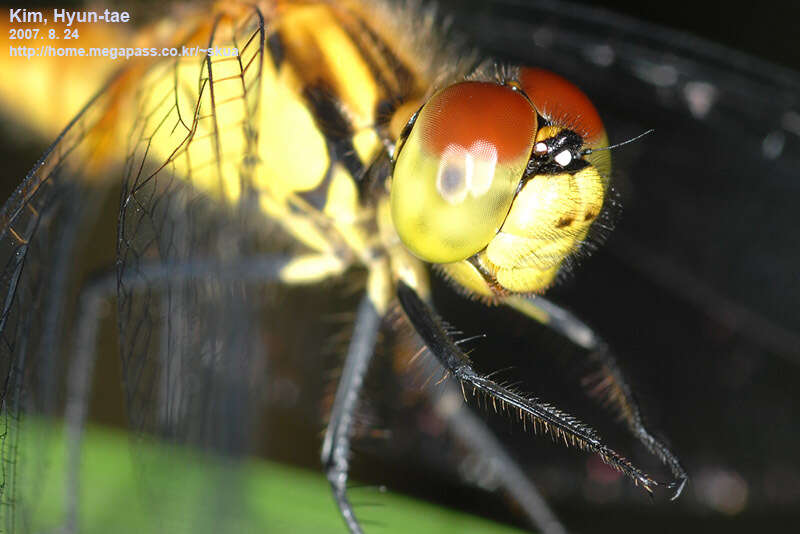 Image of Sympetrum parvulum (Bartenev 1912)