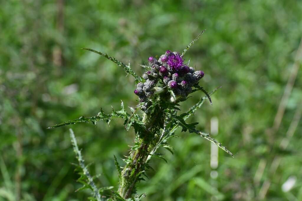 Imagem de Cirsium palustre (L.) Scop.