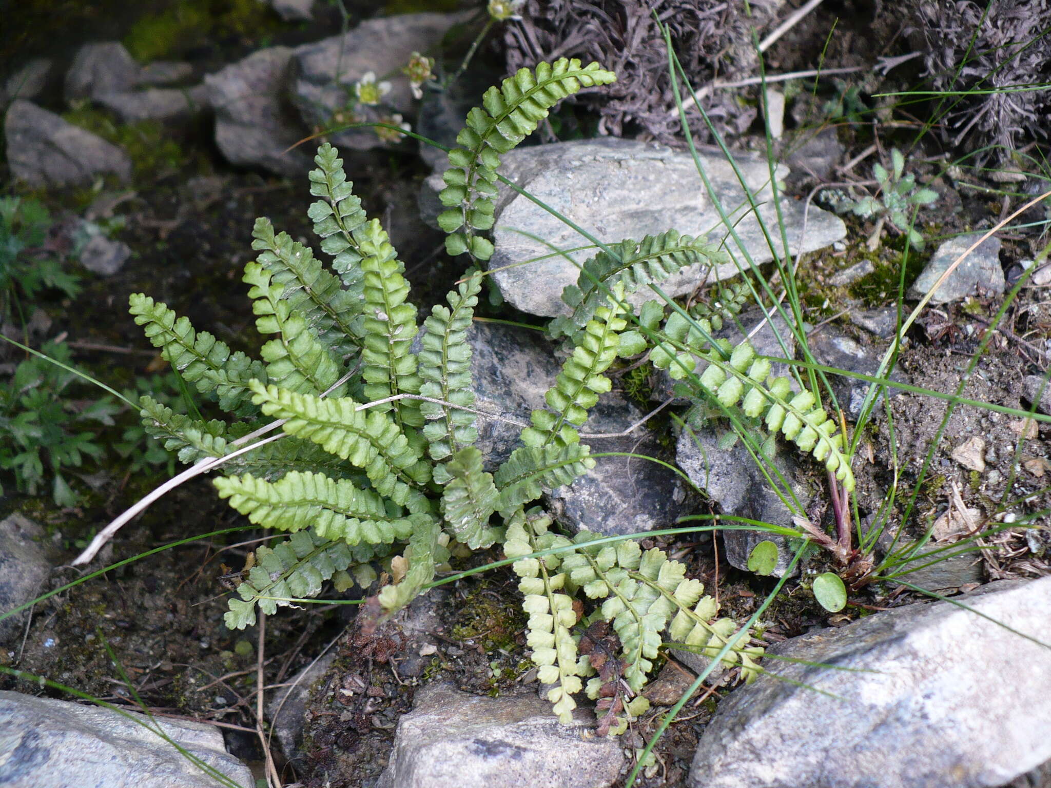 Image of Green Spleenwort