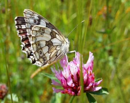 Image of marbled white