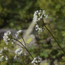 Image de Valeriana alpestris Stev.