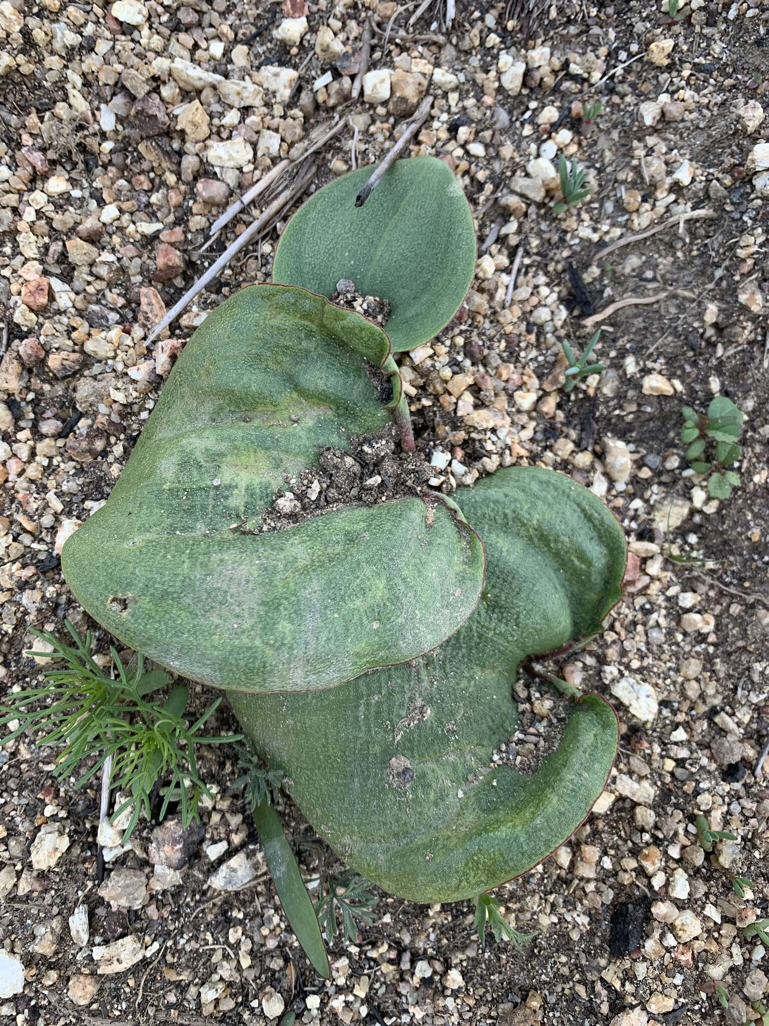 Image of Eriospermum capense subsp. stoloniferum (Marloth) P. L. Perry