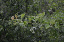 صورة Crataegus azarolus var. pontica (Koch) K. I. Christensen