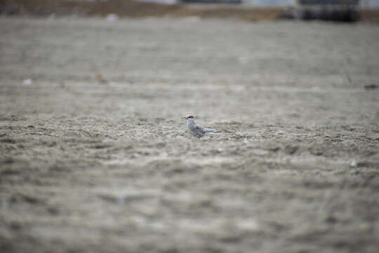 Image of Peruvian Tern