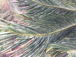 Image of Drakensberg Cycad