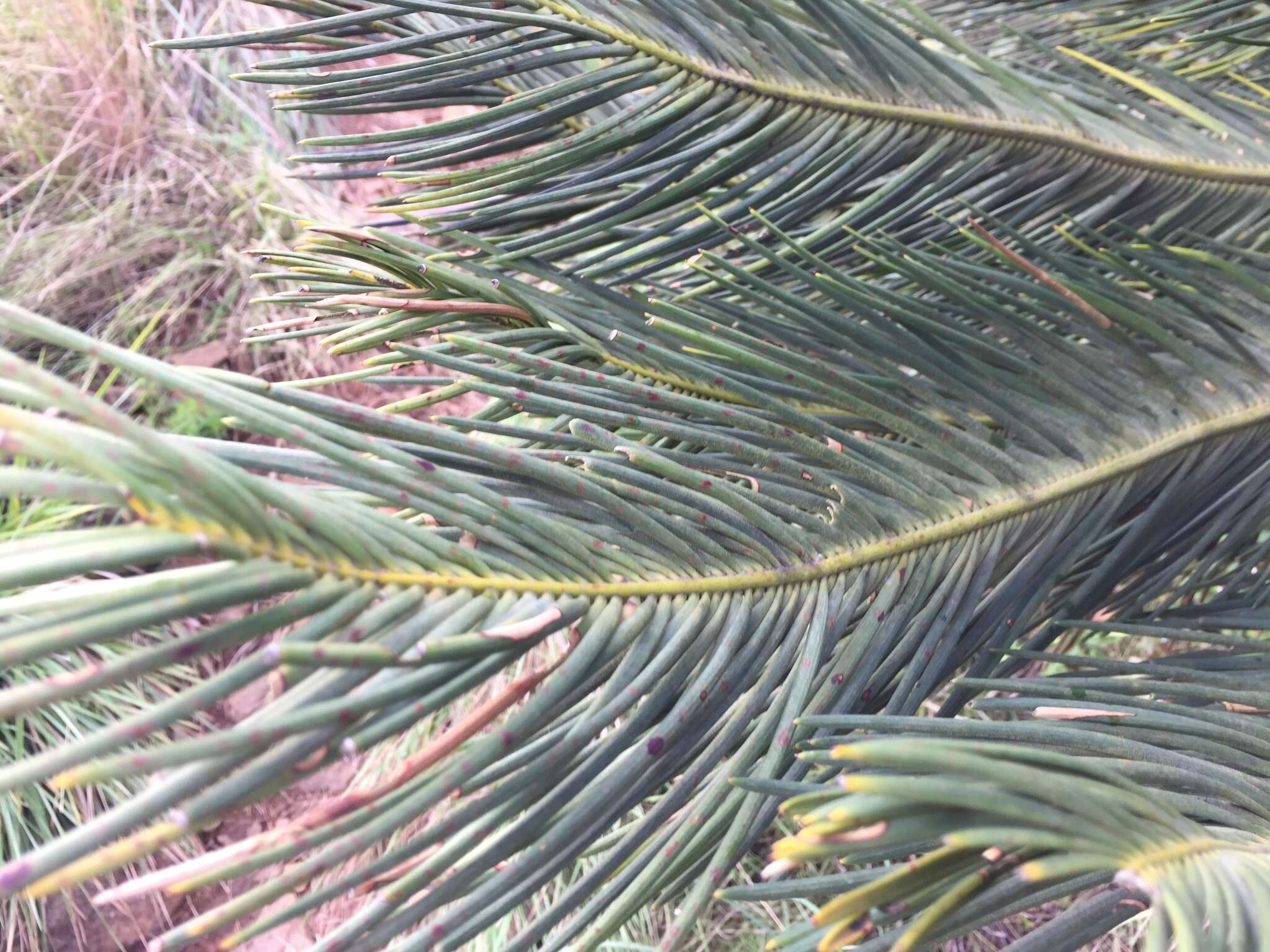 Image of Drakensberg Cycad