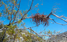 Image of mesquite mistletoe