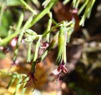 Image of Melanoseris graciliflora (DC.) N. Kilian