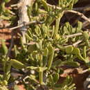 Image of Tetraena dumosa (Boiss.) Beier & Thulin