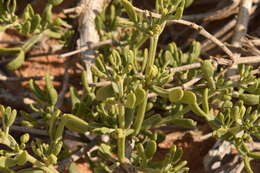 Image of Tetraena dumosa (Boiss.) Beier & Thulin