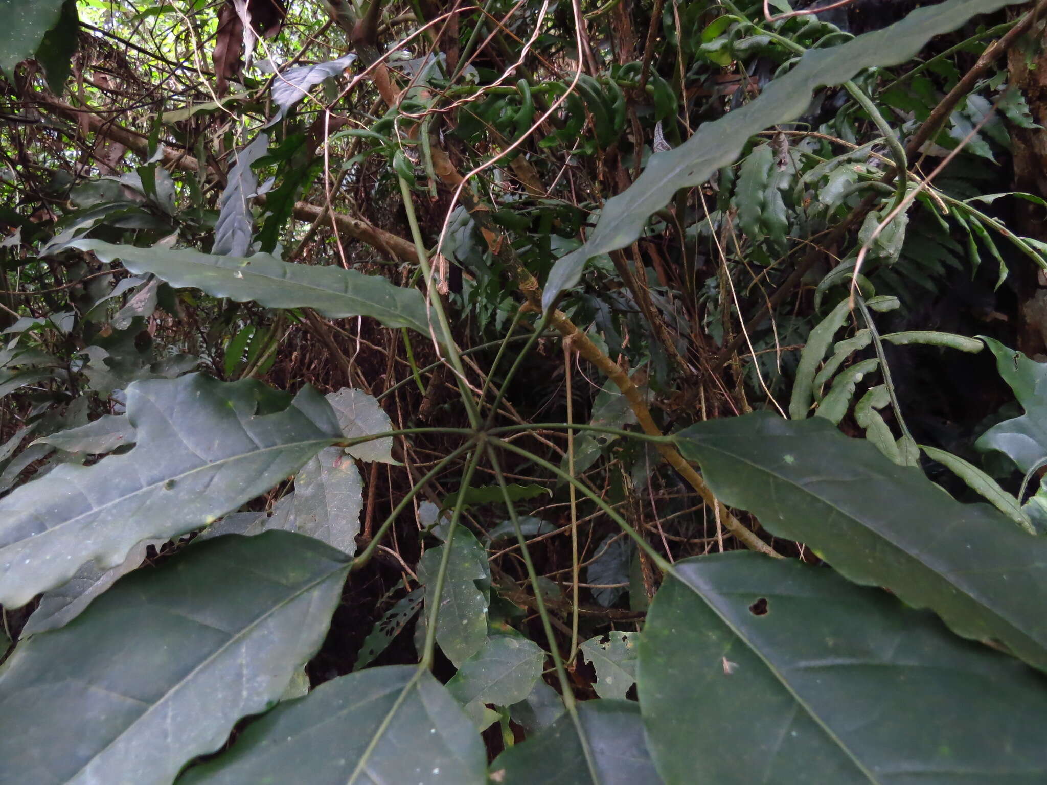 Image of Heptapleurum heptaphyllum