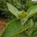 Image of Deraeocoris punctum (Rambur 1839)