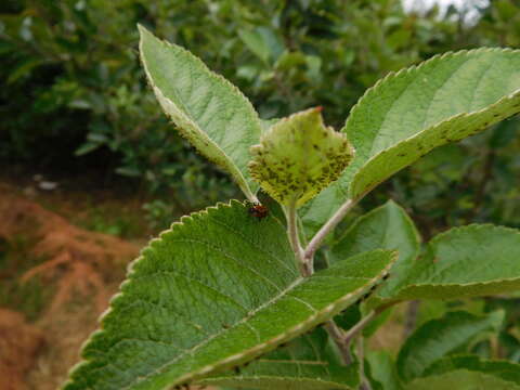 Image of Deraeocoris punctum (Rambur 1839)