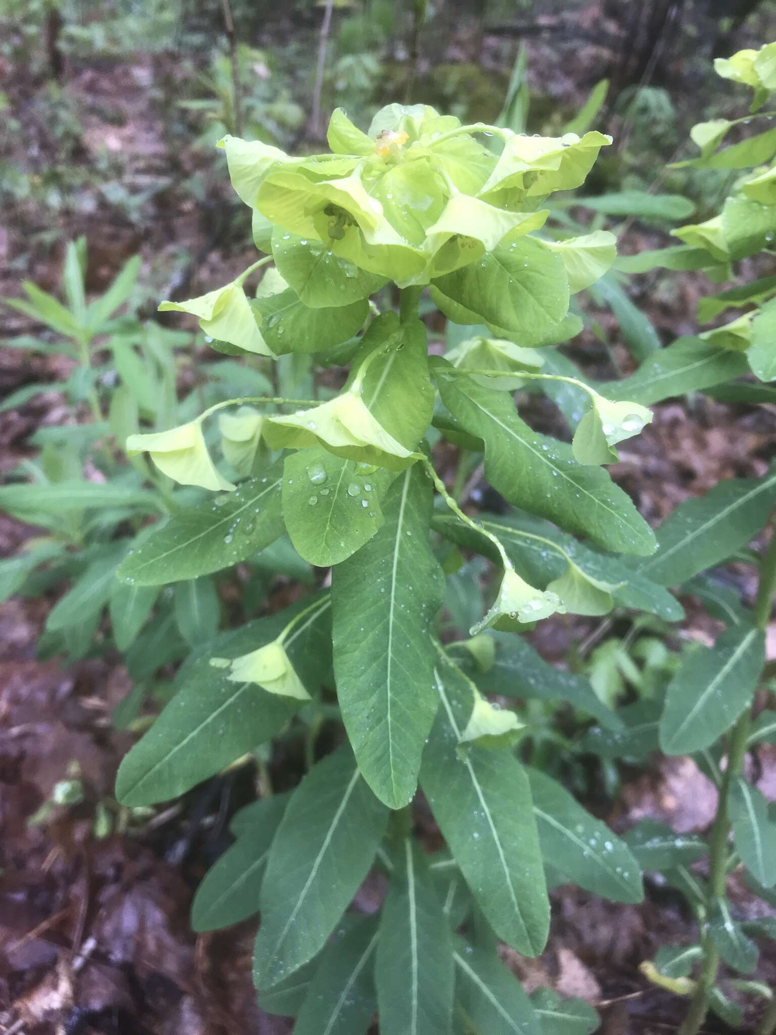 Image of Darlington's Glade Spurge