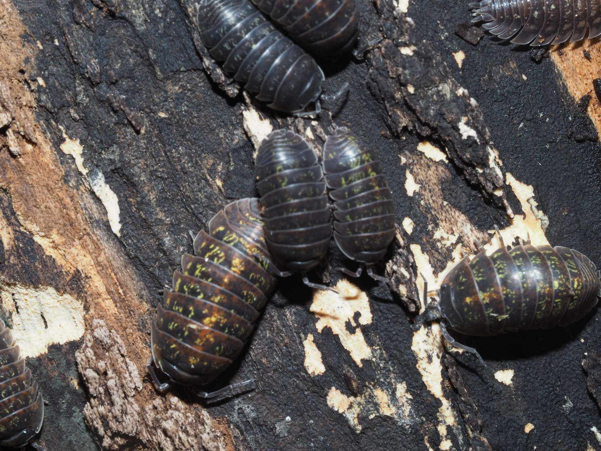 Image of Armadillidium opacum (Koch 1841)