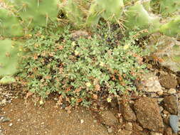 Helianthemum canariense (Jacq.) Pers.的圖片