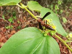 Image of Polistes veracrucis Richards 1978