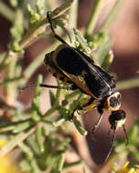 Image of Epicauta (Epicauta) stuarti Le Conte 1868