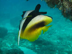 Image of Bannerfish