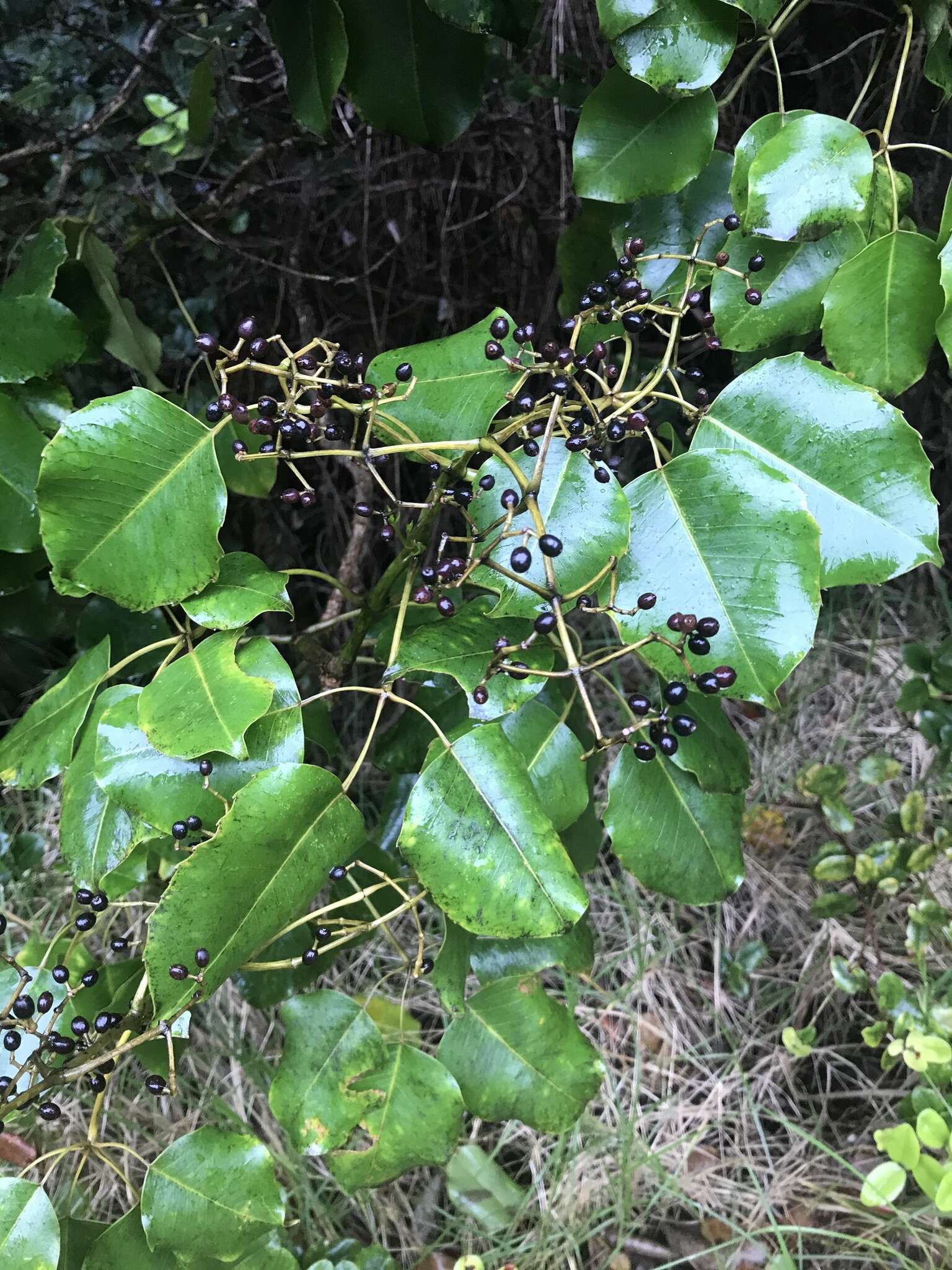 Cheirodendron trigynum (Gaudich.) A. Heller resmi