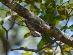 Charaxes bohemani Felder & Felder 1859的圖片