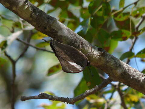 Charaxes bohemani Felder & Felder 1859的圖片