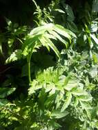 Pastinaca sativa subsp. sylvestris (Mill.) Rouy & Camus的圖片