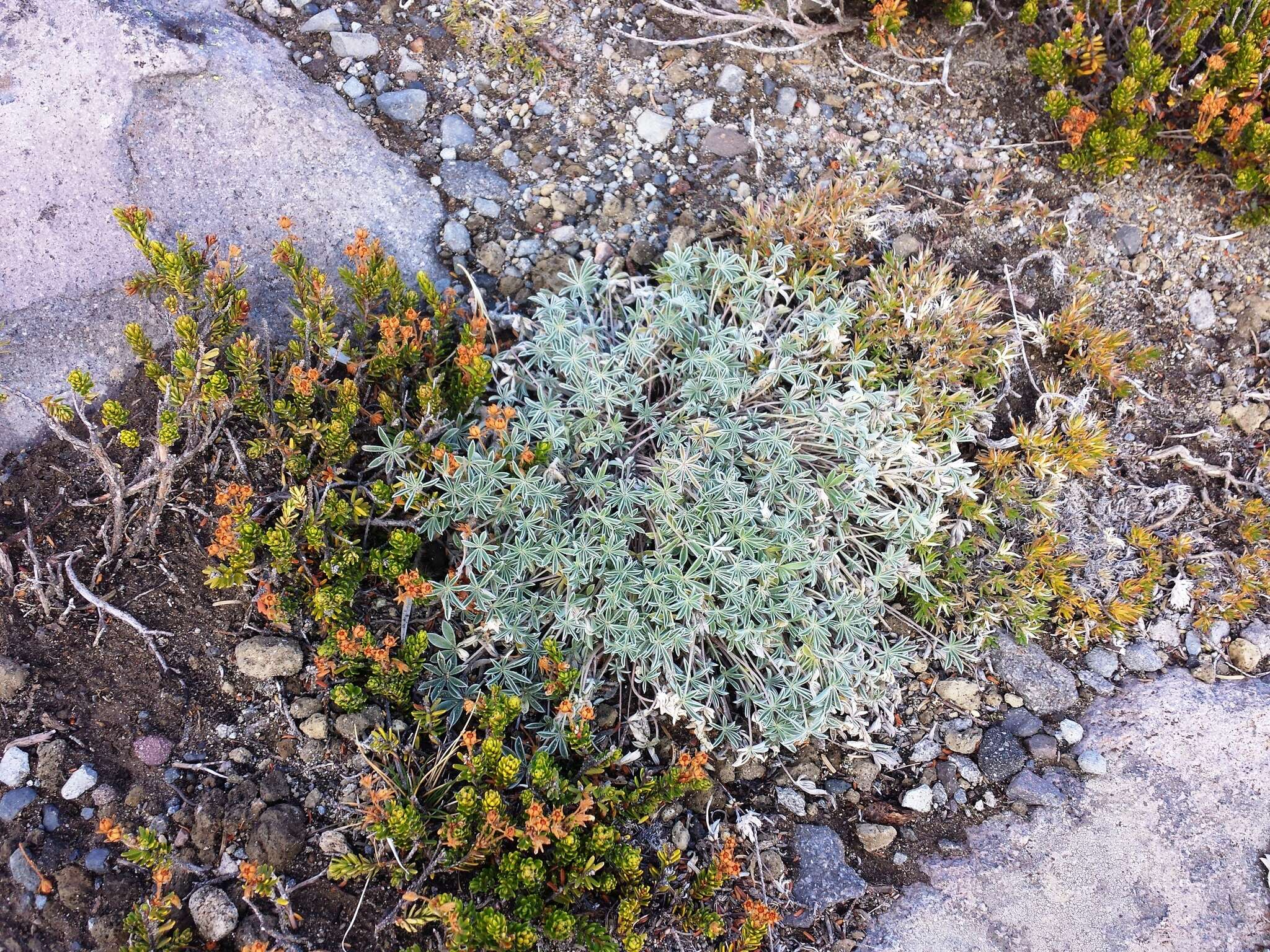 Image of Lupinus sellulus var. lobbii (S. Watson) B. J. Cox