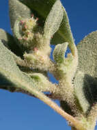 Plancia ëd Atriplex longitrichoma H. C. Stutz, G. L. Chu & S. C. Sanderson