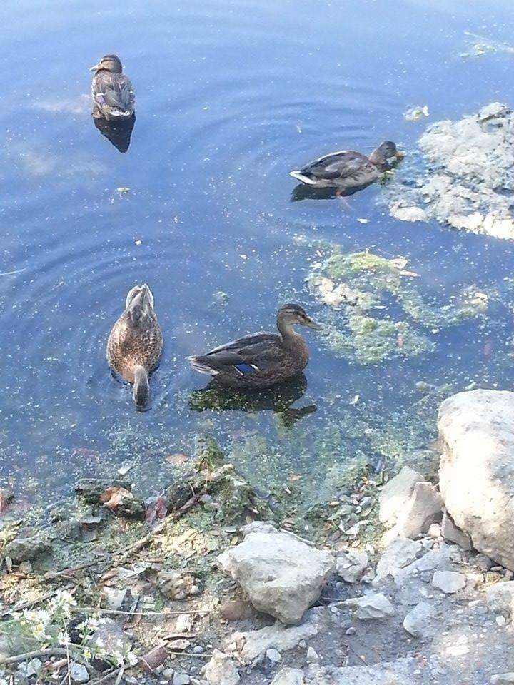 Image of Common Mallard