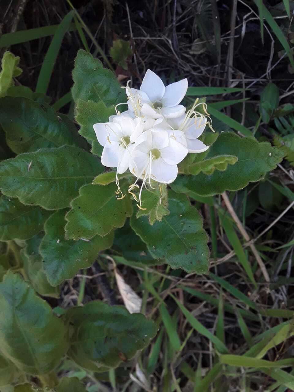 Image of Cantua quercifolia Juss.