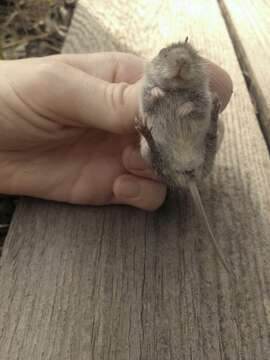 Image of Northern Pygmy Mouse