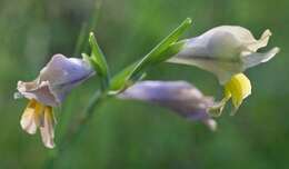 Image of Blue Afrikaner