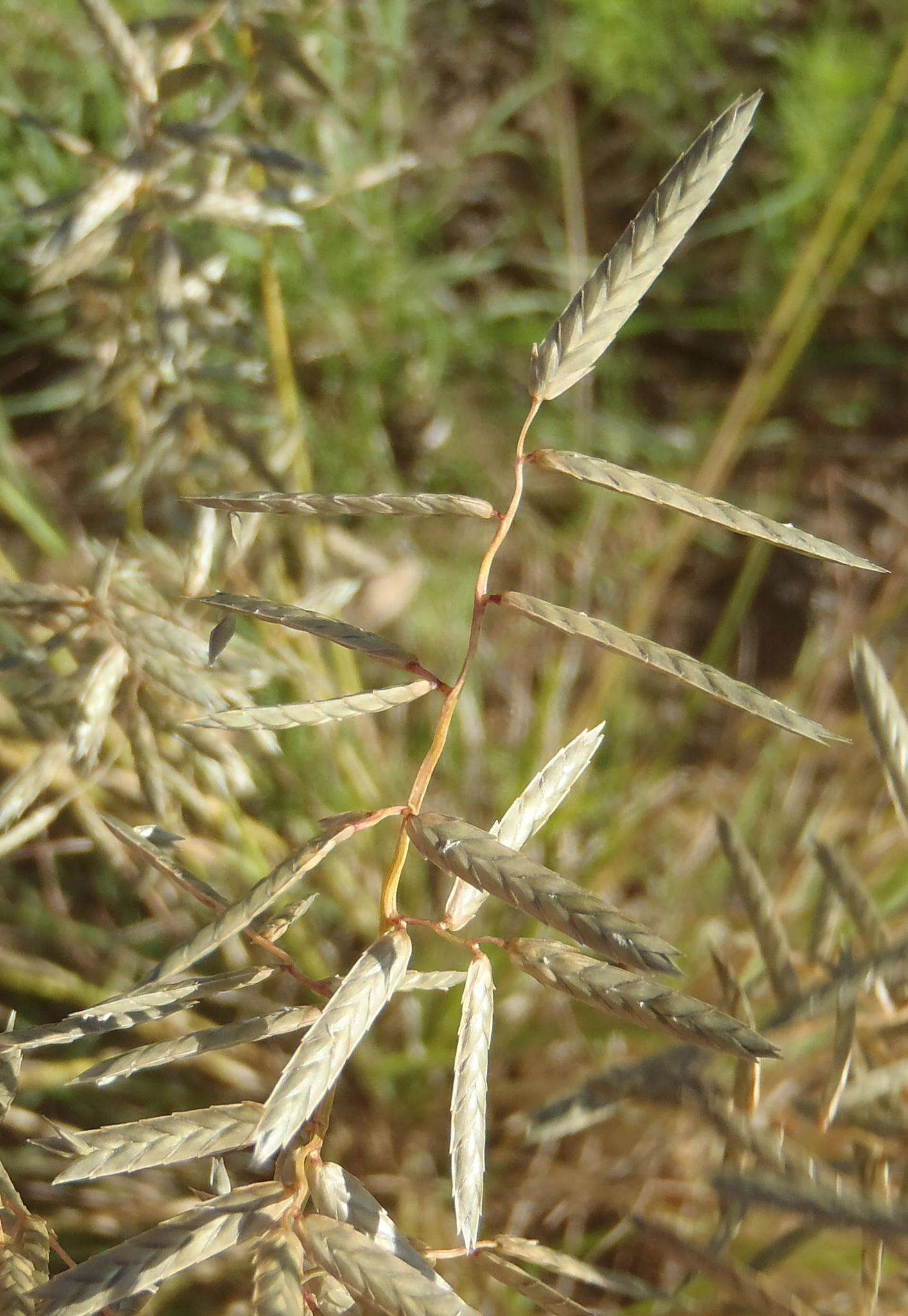 Image of Eragrostis nindensis Ficalho & Hiern