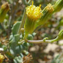 Sivun <i>Senecio engleranus</i> kuva