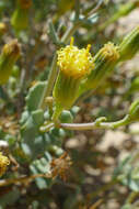 Sivun <i>Senecio engleranus</i> kuva