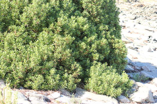 Myoporum insulare R. Br. resmi