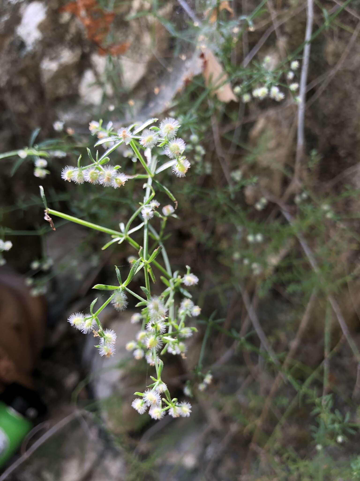 Image of graceful bedstraw