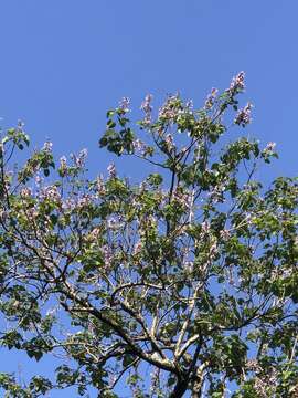 Слика од Paulownia taiwaniana T. W. Hu & H. J. Chang