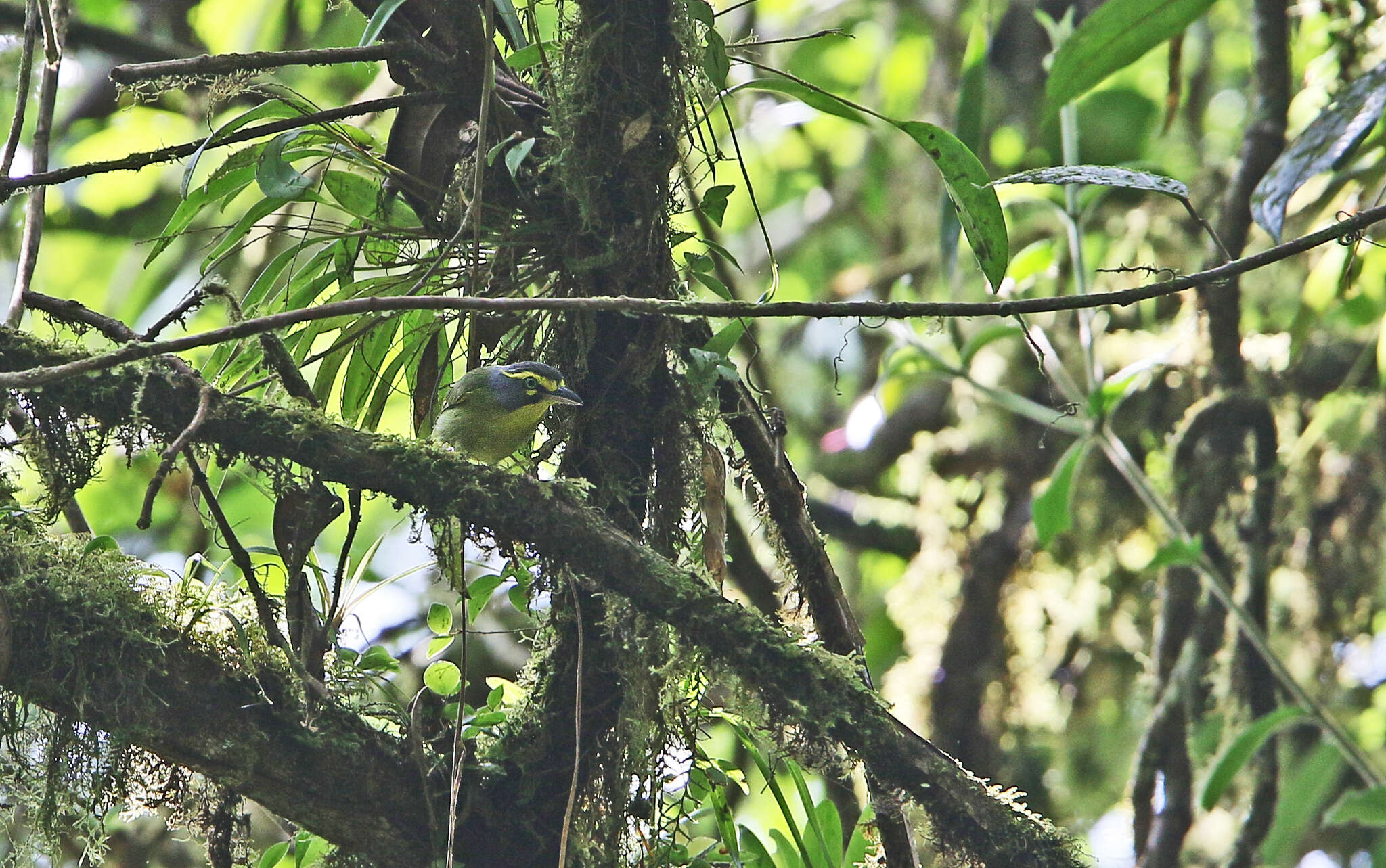 Vireolanius leucotis (Swainson 1838)的圖片