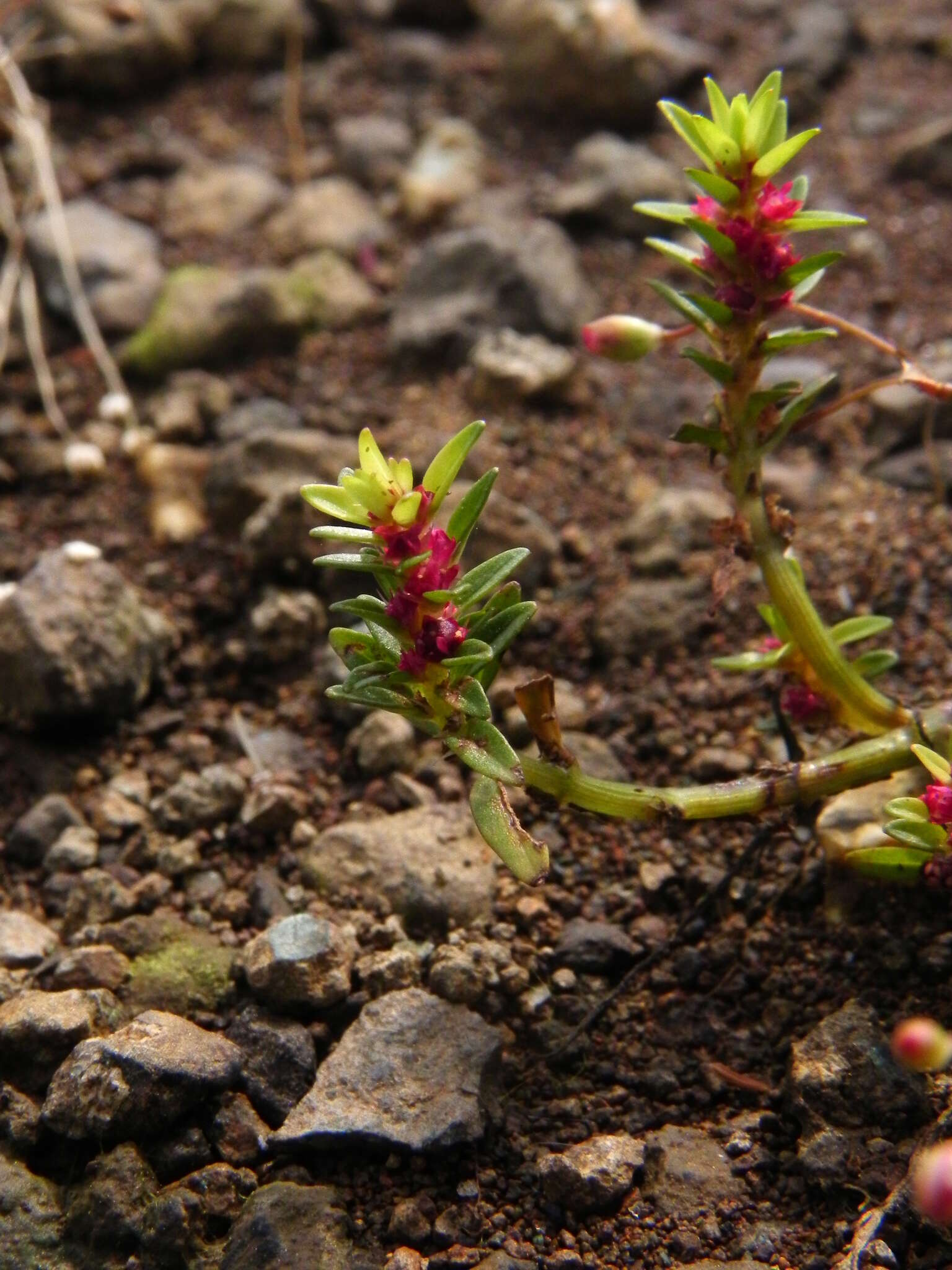 Image of Rotala densiflora (Roemer & Schultes) Koehne
