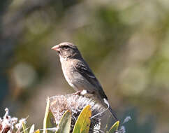 Image of Protea Canary