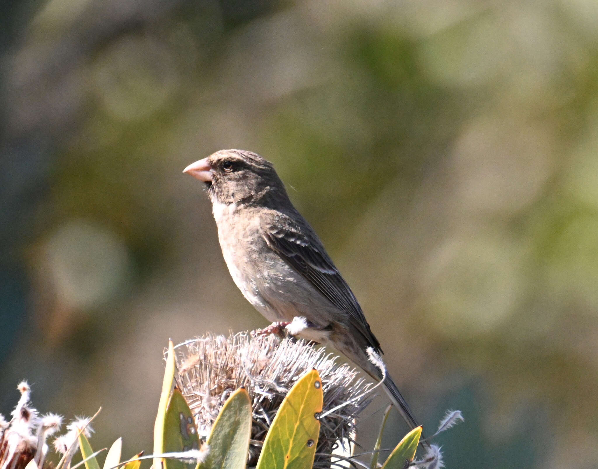 Image of Protea Canary