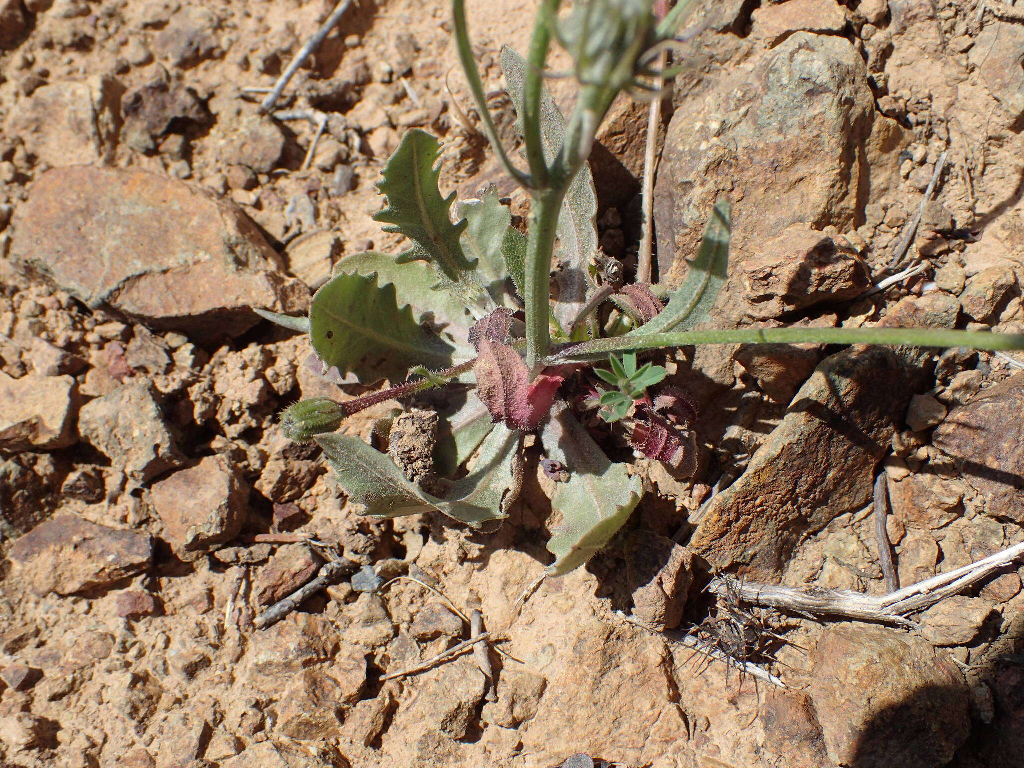 Imagem de Tolpis umbellata Bert.