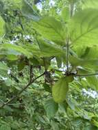 Imagem de Rhododendron macrosepalum Maxim.