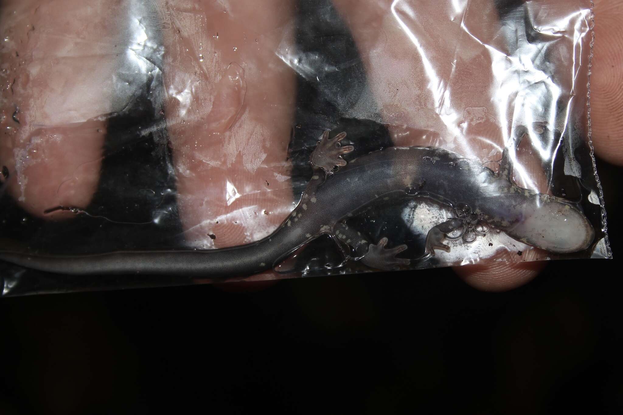 Image of White-spotted Salamander